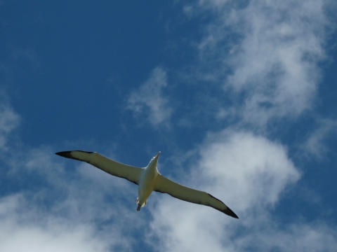 albatross_flyby