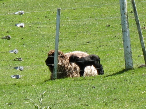 lamb with mother