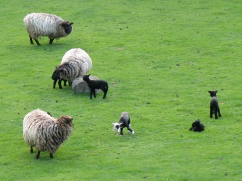 field with lambs